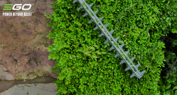 Snoei uw overwoekerde haag terug